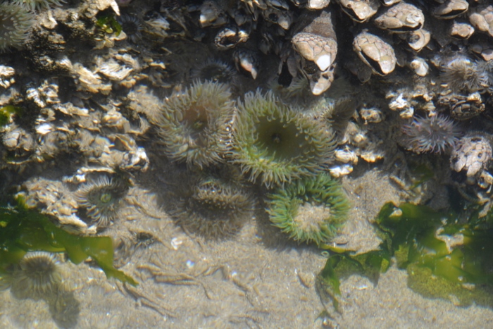 anemones in tide pools by the Haystack